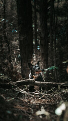 Dog Pup Puppy Hound Animal Jumping Action Running Jungle Forest Trees Nature