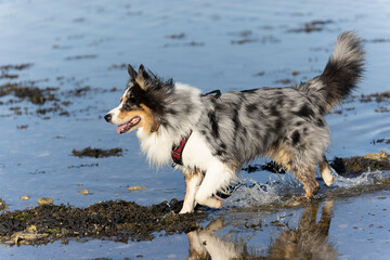 Australian Border Collie running in the sea or in portrait