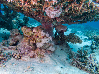 Beautiful fish on the reefs of the Red Sea