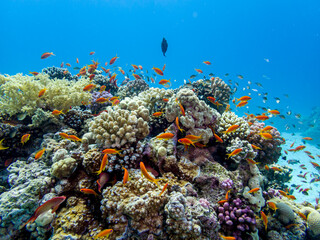 Fototapeta na wymiar Beautiful fish on the reefs of the Red Sea