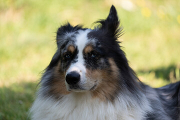 Fototapeta premium Australian Border Collie running in the sea or in portrait