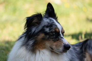 Australian Border Collie running in the sea or in portrait