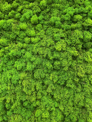 Moss texture background. Green moss texture wall