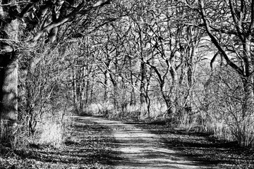 Monochrome avenue of trees with hard shadows