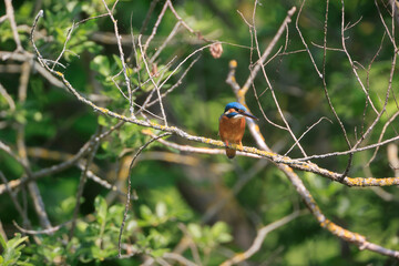 A Common Kingfisher (alcedo atthis) in the Reed - Heilbronn, Germany