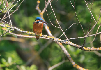 A Common Kingfisher (alcedo atthis) in the Reed - Heilbronn, Germany