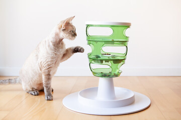 Devon Rex cat plays with smart toy Green color food tree - which stimulates instinct by enticing...