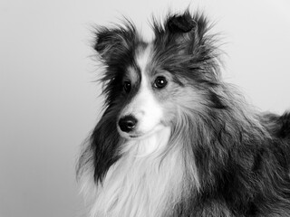 Monochrome portrait of a shetland sheepdog with white background
