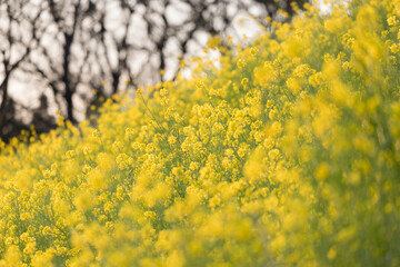 川沿いの菜の花　千葉県流山市　日本