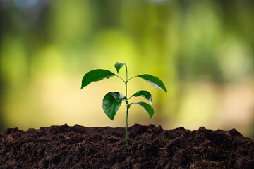 Seedlings grow from fertile soil to shining morning sunlight, ecological concept