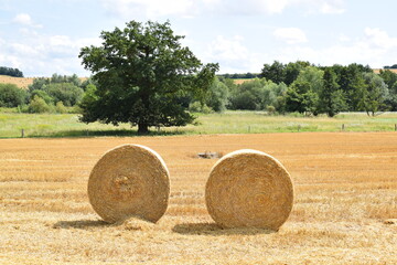 zwei Strohballen vor einem Supfbaum