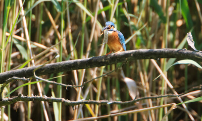 A Common Kingfisher (alcedo atthis) in the Reed - Heilbronn, Germany