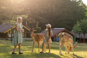 Naklejka premium Happy young mother with daughter feeding beautiful deer in the zoo