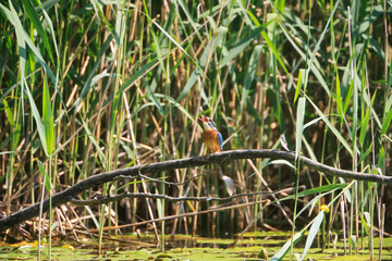 A Common Kingfisher (alcedo atthis) in the Reed - Heilbronn, Germany