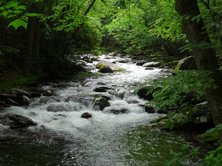 Obraz premium River flowing in forest