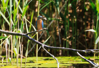 A Common Kingfisher (alcedo atthis) in the Reed - Heilbronn, Germany