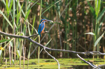 A Common Kingfisher (alcedo atthis) in the Reed - Heilbronn, Germany