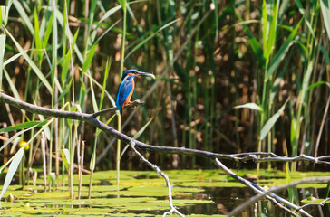 A Common Kingfisher (alcedo atthis) in the Reed - Heilbronn, Germany