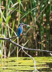 A Common Kingfisher (alcedo atthis) in the Reed - Heilbronn, Germany