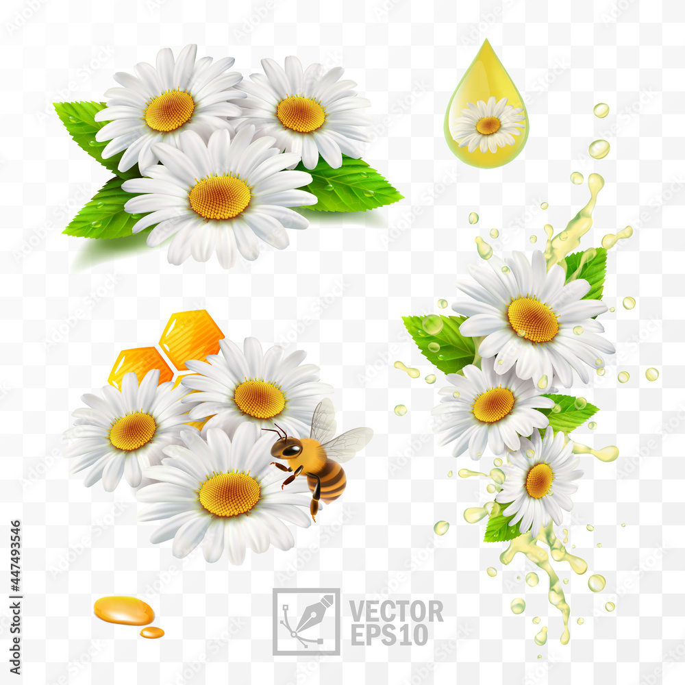 Wall mural 3d realistic vector chamomile flowers, chamomile with leaves, with honeycomb and a bee extracting honey and propolis, falling flowers in a flow spray of oil or tea, herbal drink