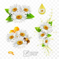 3d realistic vector chamomile flowers, chamomile with leaves, with honeycomb and a bee extracting honey and propolis, falling flowers in a flow spray of oil or tea, herbal drink - obrazy, fototapety, plakaty