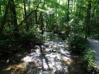 River flowing in forest