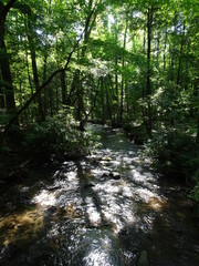 Obraz premium River flowing in forest