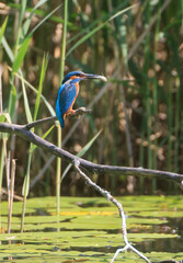 A Common Kingfisher (alcedo atthis) in the Reed - Heilbronn, Germany