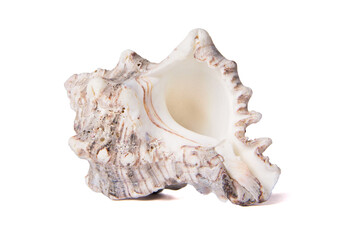 Beautiful small sea shell close up isolated