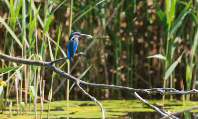 A Common Kingfisher (alcedo atthis) in the Reed - Heilbronn, Germany