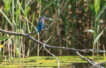 A Common Kingfisher (alcedo atthis) in the Reed - Heilbronn, Germany
