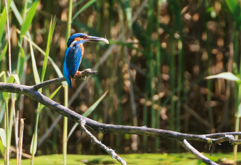 A Common Kingfisher (alcedo atthis) in the Reed - Heilbronn, Germany