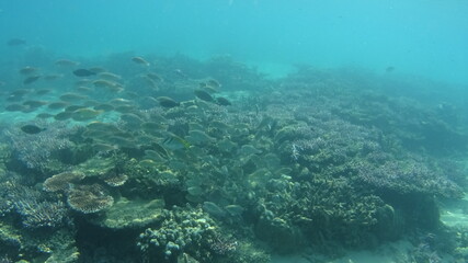 マレーシア　ティオマン島の海