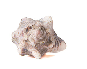 Beautiful small sea shell close up isolated