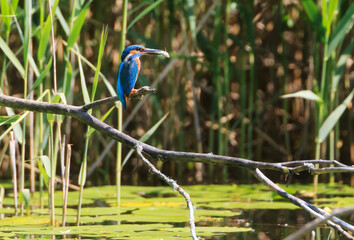 A Common Kingfisher (alcedo atthis) in the Reed - Heilbronn, Germany