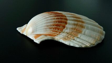 Jakobsmuschel, freigestellt, neutraler Hintergrund