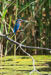A Common Kingfisher (alcedo atthis) in the Reed - Heilbronn, Germany
