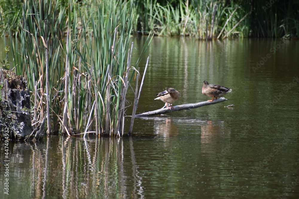 Canvas Prints Enten auf einem toten Baum im See