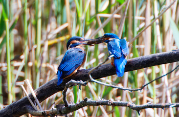 A Common Kingfisher (alcedo atthis) in the Reed, Heilbronn, Germany.
