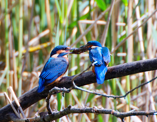 A Common Kingfisher (alcedo atthis) in the Reed, Heilbronn, Germany.