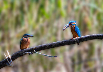 A Common Kingfisher (alcedo atthis) in the Reed, Heilbronn, Germany.