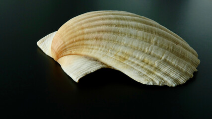 Jakobsmuschel, freigestellt, neutraler Hintergrund