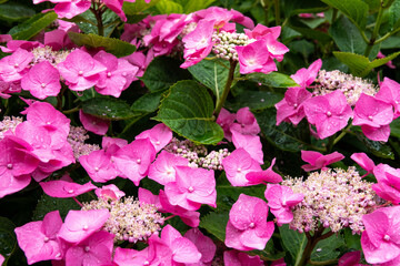 beautiful pink flowers of hydrangea macrophylla also known as lacecap hydrangea and christmas flower
