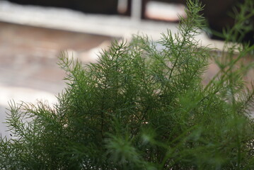 Close up of an ornamental plant that is green and has small pointed leaves planted in a white pot....