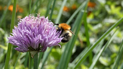 Closeup of a bumblebee gathering nectar.