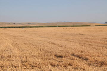 Obraz premium yellowed field