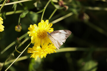 Beautiful yellow Chrysanthemum flower blooming in field, butterfly on golden daisy flowers in the garden on summer.