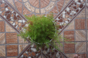 an ornamental plant that is green and has small pointed leaves planted in a white pot. A kind of papyrus. It can be used for photos of buying and selling plants, photos of website news.