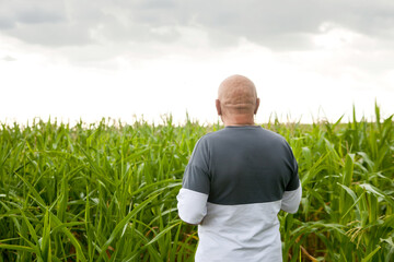  Mature male farmer in corn field standing with his back
