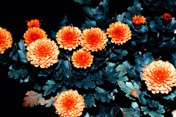 Fototapeta na wymiar Colorful chrysanthemum flowers on a background of the autumn landscape